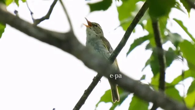 野鳥の写真
