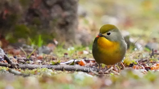 野鳥の写真