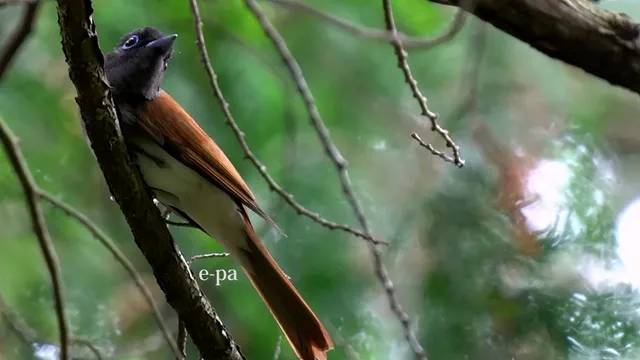 野鳥の写真