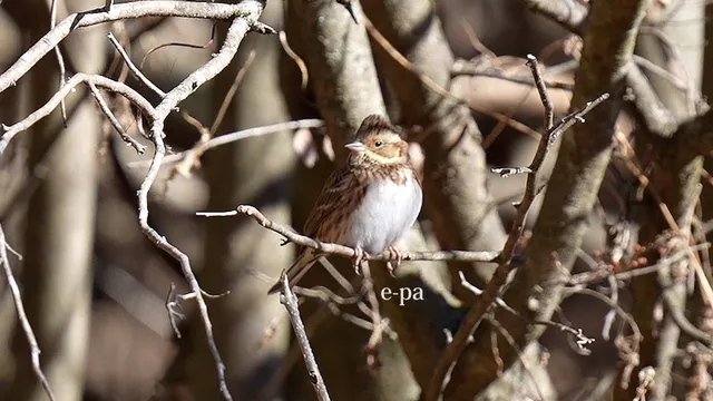 野鳥の写真