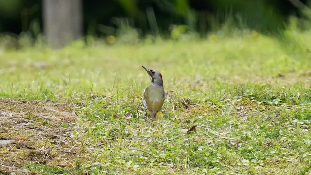 野鳥の写真