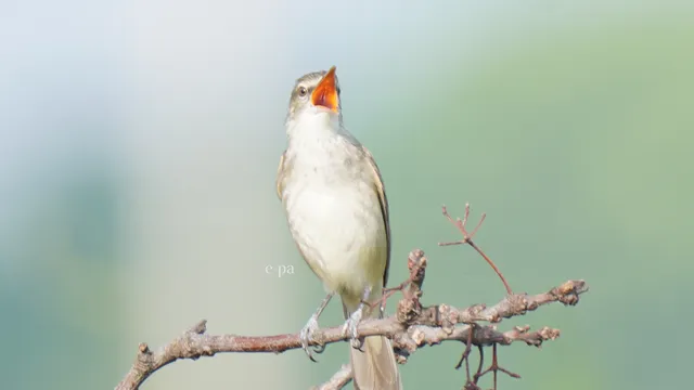 野鳥の写真