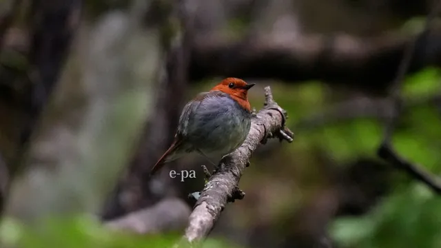 野鳥の写真