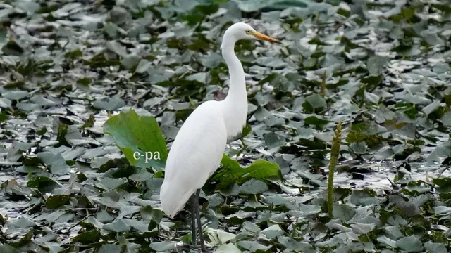 野鳥の写真
