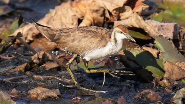 野鳥の写真