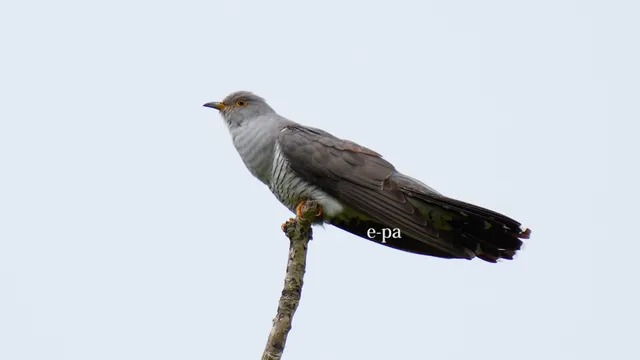 野鳥の写真