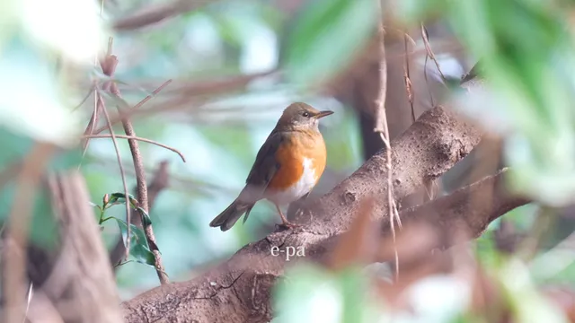 野鳥の写真