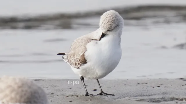 野鳥の写真
