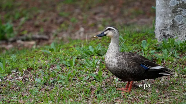 野鳥の写真