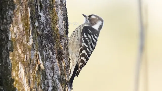 野鳥の写真