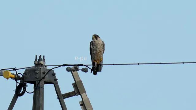 野鳥の写真