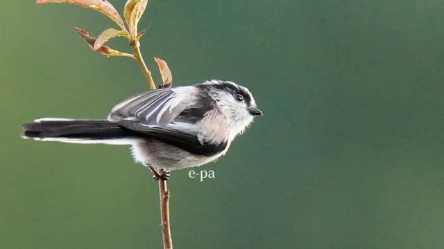 野鳥の写真