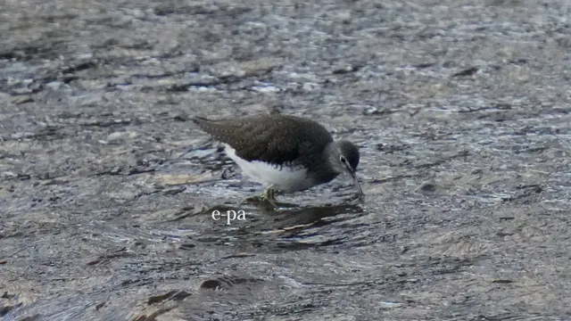野鳥の写真