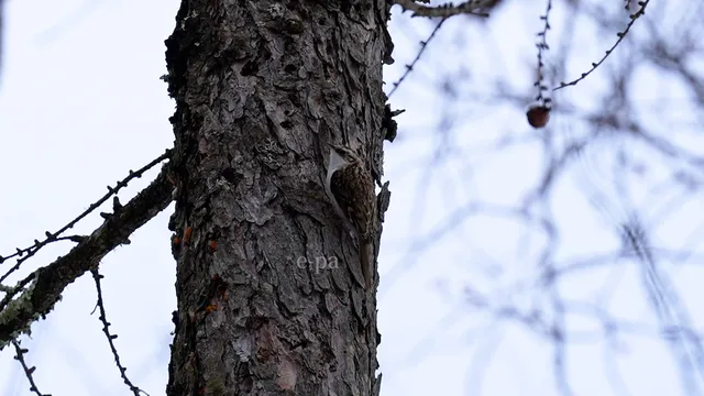 野鳥の写真