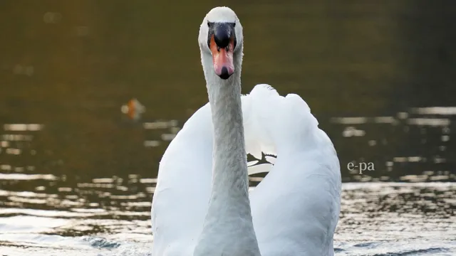 野鳥の写真