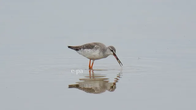 野鳥の写真