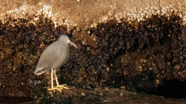 野鳥の写真