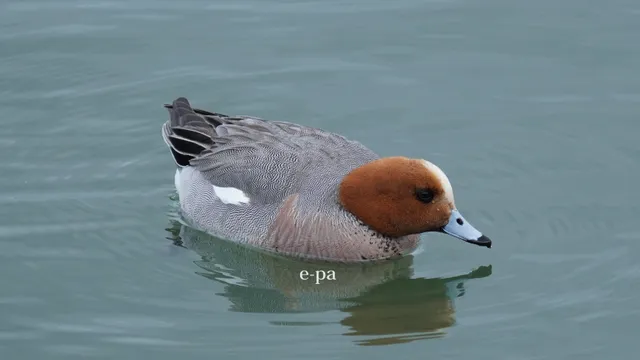 野鳥の写真