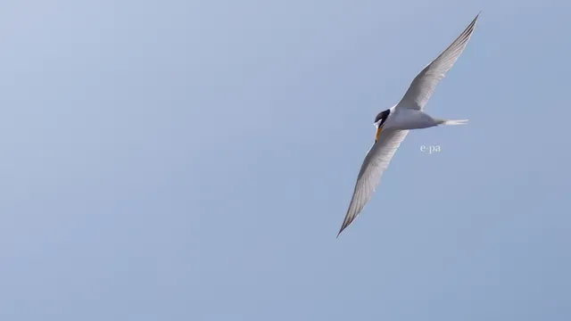野鳥の写真