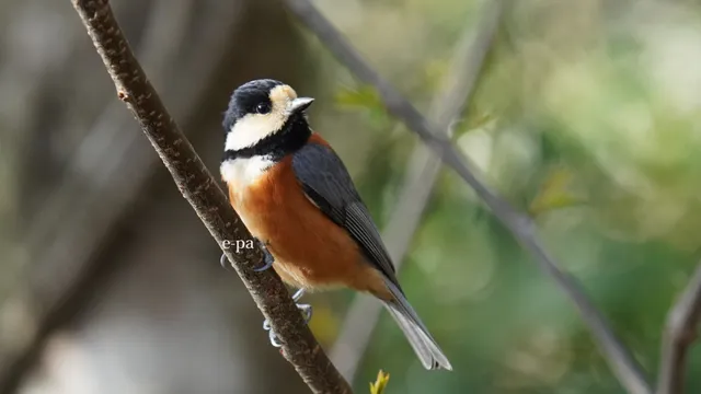 野鳥の写真