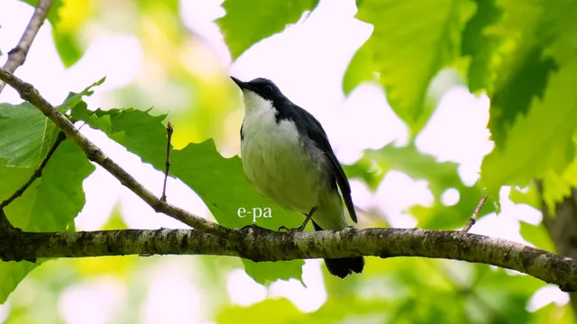 野鳥の写真