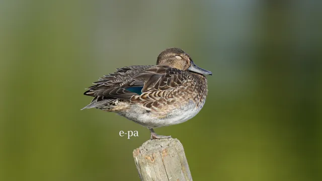 野鳥の写真