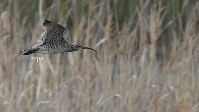 野鳥の写真