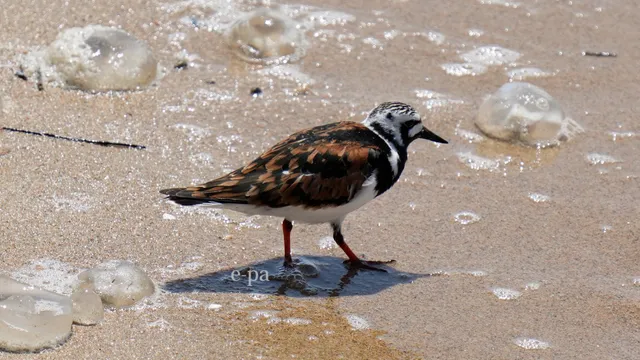 野鳥の写真