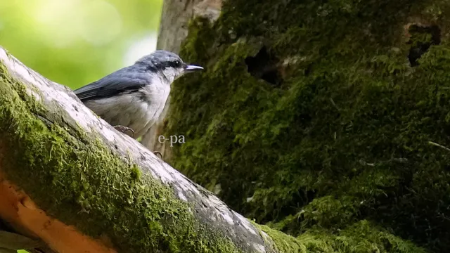 野鳥の写真