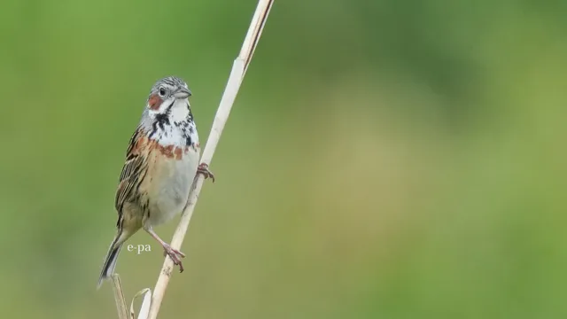 野鳥の写真