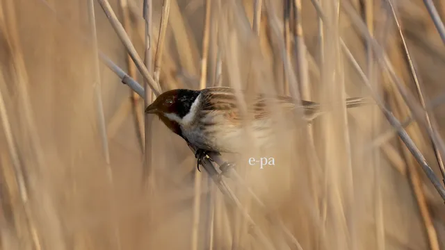 野鳥の写真