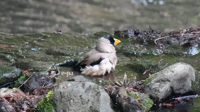 野鳥の写真