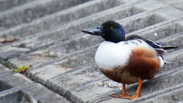 野鳥の写真