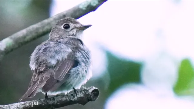 野鳥の写真