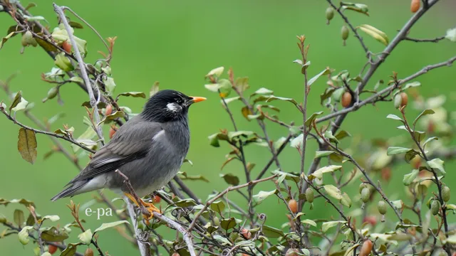 野鳥の写真