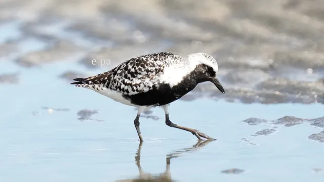 野鳥の写真