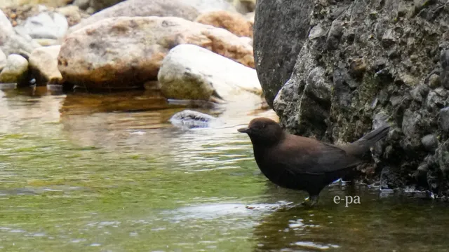野鳥の写真