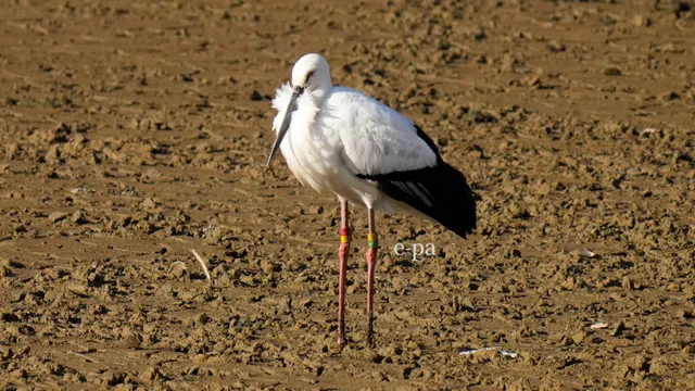 野鳥の写真