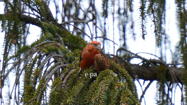 野鳥の写真