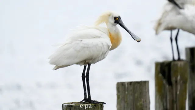 野鳥の写真