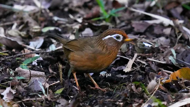 野鳥の写真