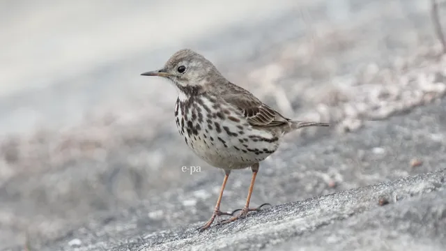 Species Image
