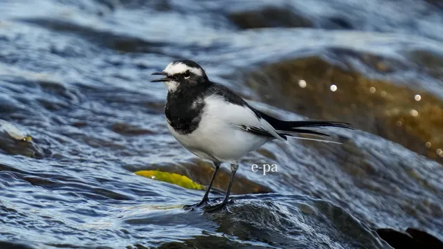 野鳥の写真