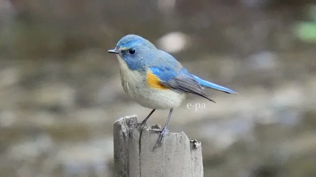 野鳥の写真