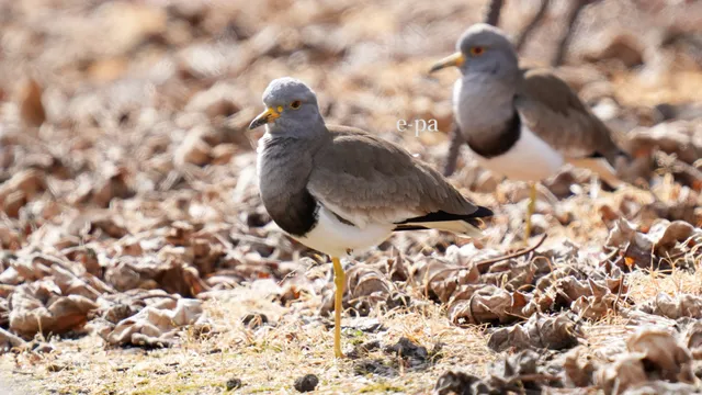 野鳥の写真