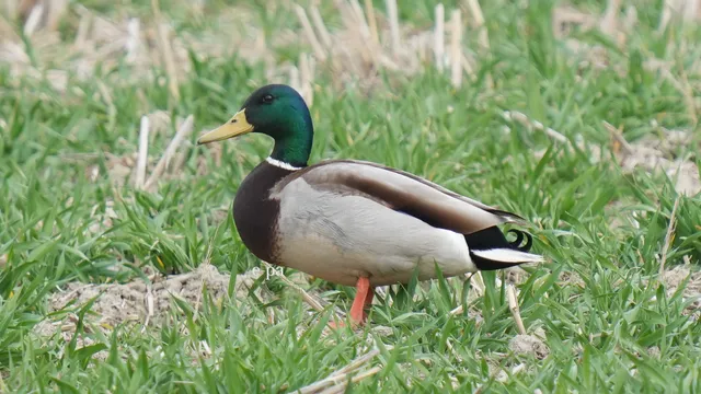 野鳥の写真