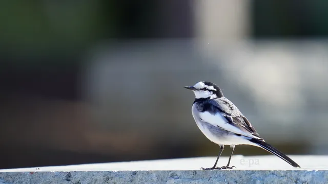 野鳥の写真