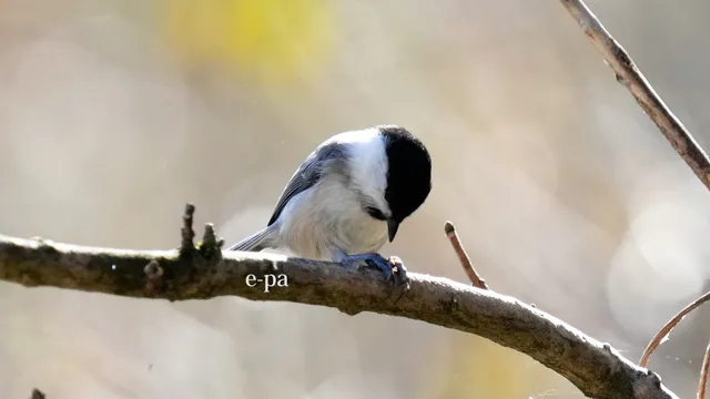 野鳥の写真