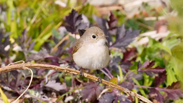 野鳥の写真