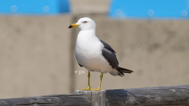 野鳥の写真